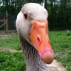 Toulouse goose