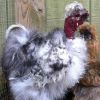 Turken-silkie chicken