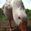 Sebastopol goose