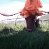 Longhorn bull