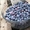 Home grown blueberries