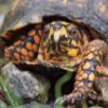 Box turtle closeup