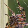 Halloween garden spider