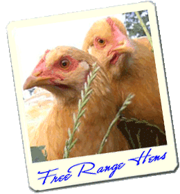 free range fresh chickens