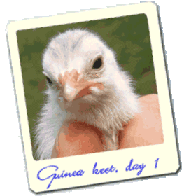 guinea fowl keets chicks
