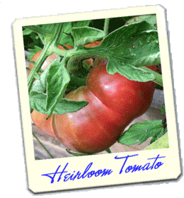 heirloom tomatoes