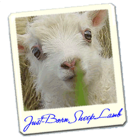 icelandic sheep lamb