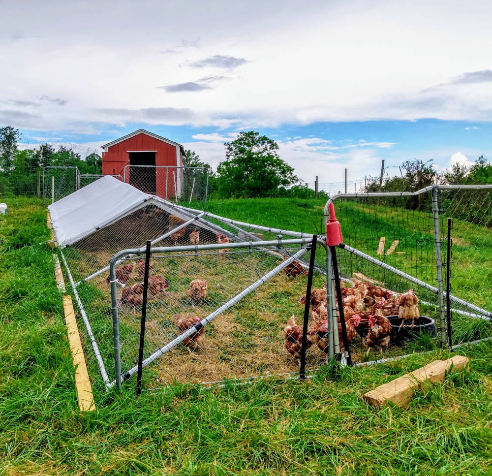 fast, cheap, portable chicken tractor pen run