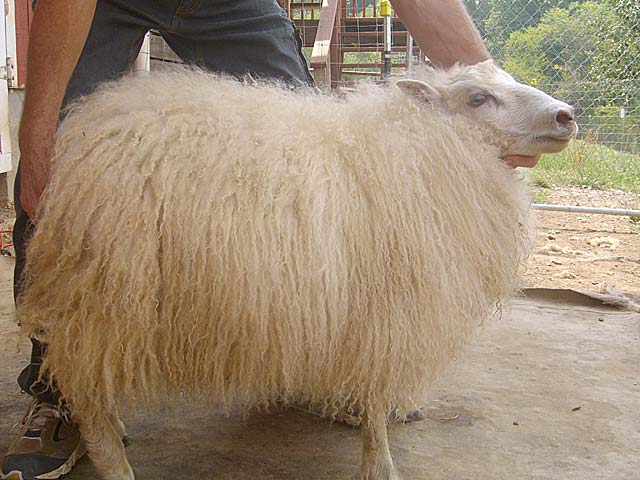 Icelandic sheep ram before being sheared