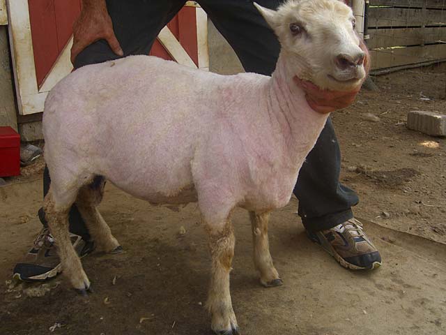 Icelandic sheep ram after being sheared