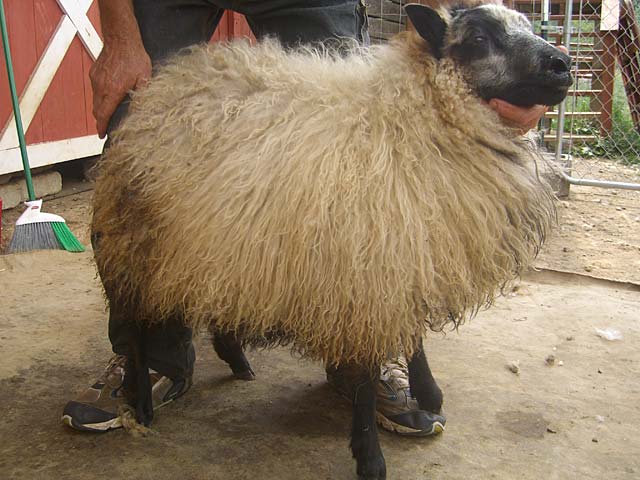 What an Icelandic sheep looks like before being sheared