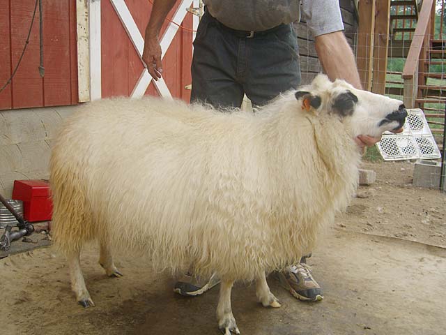 How a sheep looks before being sheared