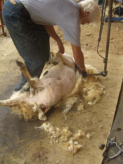 How a sheep is sheared