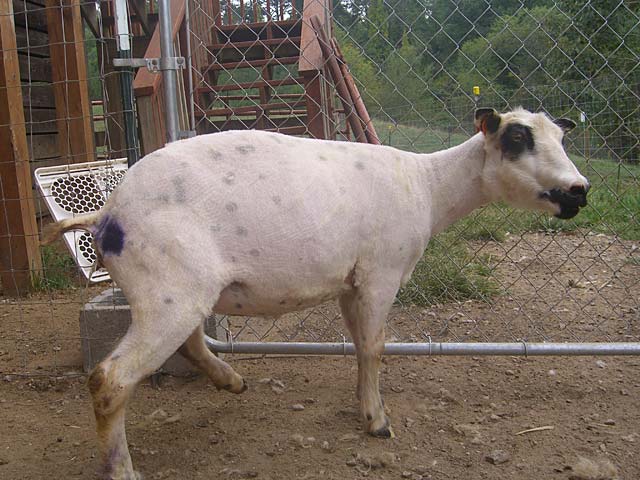 What a sheep looks like after being sheared